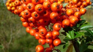 Seabuckthorn