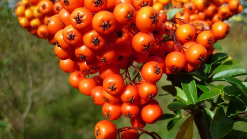 Seabuckthorn